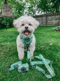 Dog Leash- Kiwi Krazy -Furfinity Cheap Shop THEPUPNAMEDPJ 1 e78d6df4 5c03 4e40 b900 54b44e11f382