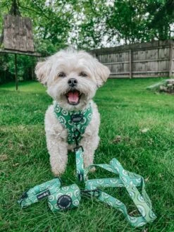 Dog Four Piece Bundle - Kiwi Krazy -Furfinity Cheap Shop THEPUPNAMEDPJ 2