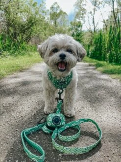 Dog Waste Bag Holder - Kiwi Krazy 16 Dog Waste Bag Holder - Kiwi Krazy -Furfinity Cheap Shop THEPUPNAMEDPJ 4