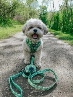 Dog Adjustable Harness - Kiwi Krazy -Furfinity Cheap Shop THEPUPNAMEDPJ 5