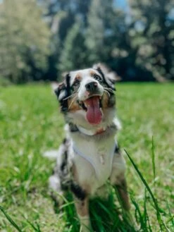 Dog Collar - Pup Of Honor -Furfinity Cheap Shop THETINYTORMENTOR 1