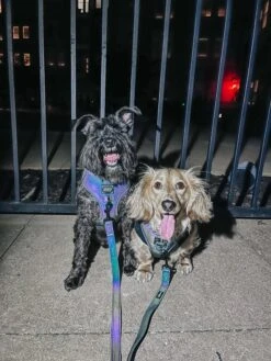 Dog Four Piece Bundle - Reflection -Furfinity Cheap Shop THE GERMANBROS 1