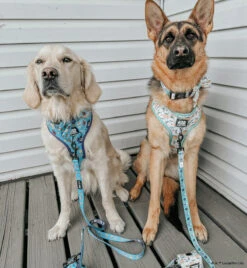 Dog Four Piece Bundle - STAR WARS™ The Child™ -Furfinity Cheap Shop THE GOLDEN GIRL ELLIE 2