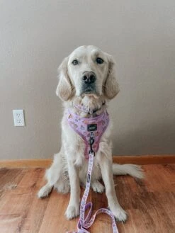 Dog Two Piece Bundle - Tea Pawty 19 Dog Two Piece Bundle - Tea Pawty -Furfinity Cheap Shop THE GOLDEN GIRL ELLIE 2 12a0e28d 8af2 438e a2f4 2625b1f3d9c8