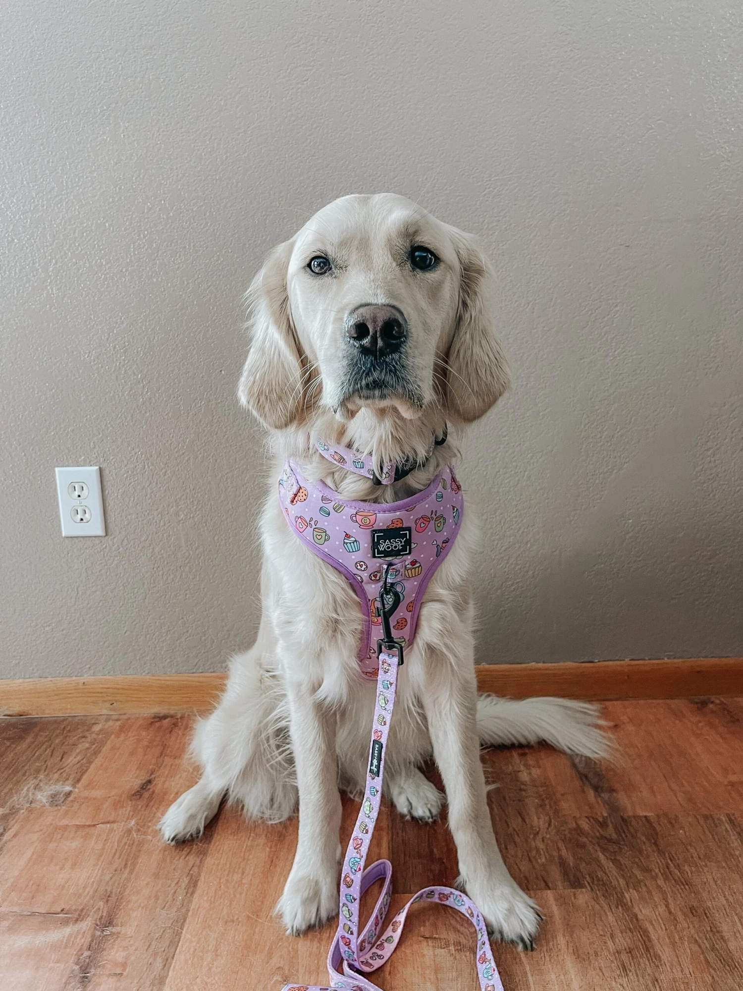 Dog Two Piece Bundle - Tea Pawty 11 Dog Two Piece Bundle - Tea Pawty - Image 9