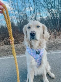 Dog Rope Leash - Lemon Drop -Furfinity Cheap Shop THE GOLDEN GIRL ELLIE 2 e4b797fa 5184 42aa 96e1 12c50a2121a0