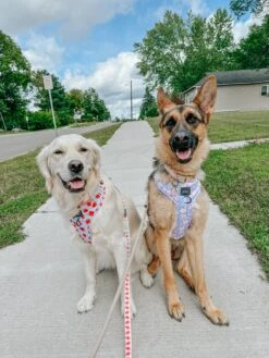 Dog Two Piece Bundle - Fleur De Sass -Furfinity Cheap Shop THE GOLDEN GIRL ELLIE 5