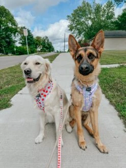 Dog Four Piece Bundle - Fleur De Sass -Furfinity Cheap Shop THE GOLDEN GIRL ELLIE 6