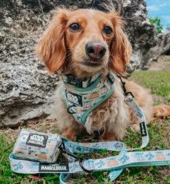 Dog Four Piece Bundle - STAR WARS™ The Child™ -Furfinity Cheap Shop THE SAUSDOGS