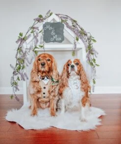 Dog Adjustable Harness - Pup Of Honor -Furfinity Cheap Shop THE THREECAVALIERS 5