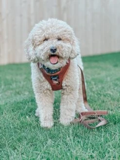 Dog Leash - Teddy -Furfinity Cheap Shop TUCKER MINIDOOD 1 671c2b5b 9830 4493 a245 c63566b5cd22