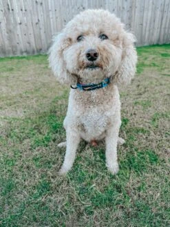 Dog Collar Three Piece Bundle - Hot Wheels™ -Furfinity Cheap Shop TUCKER MINIDOOD 1 d3eb528c b6d1 4874 a0b7 a38ceae23e6d