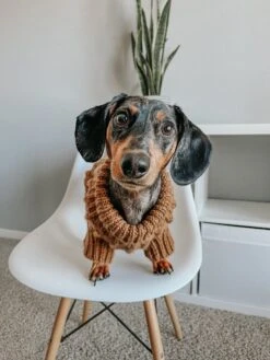 Dog Cable Knit Sweater - Brown 22 Dog Cable Knit Sweater - Brown -Furfinity Cheap Shop TUCKER THE MINI DACHSHUND 2