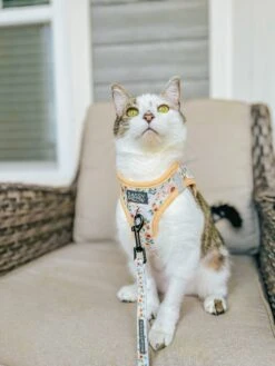 Cat Leash - Sunflower Dreams -Furfinity Cheap Shop TURBO HEN AVANTI 1 c273e0eb 3345 4633 890b 2c9d4d0e36d0