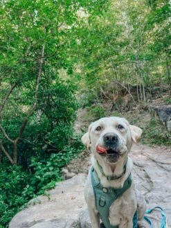 Dog Step-in Harness - Sage -Furfinity Cheap Shop TURBO HEN AVANTI 1 ffaf92c0 01e2 4af6 a779 280158030326