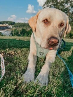 Dog Two Piece Bundle - Sage -Furfinity Cheap Shop TURBO HEN AVANTI 2