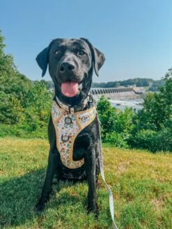 Dog Two Piece Bundle - Sunflower Dreams -Furfinity Cheap Shop TURBO HEN AVANTI 2 93e4b437 9b3d 42d8 addc 59c085b95489