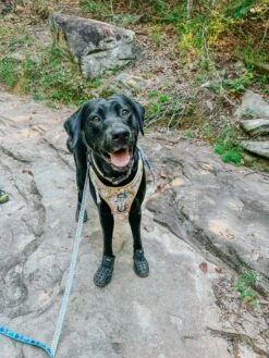 Dog Leash - Sunflower Dreams -Furfinity Cheap Shop TURBO HEN AVANTI 3