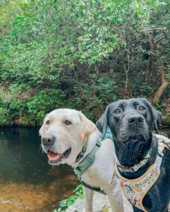 Dog Collar - Sage -Furfinity Cheap Shop TURBO HEN AVANTI 5