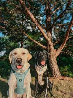 Dog Two Piece Bundle - Sunflower Dreams -Furfinity Cheap Shop TURBO HEN AVANTI 6