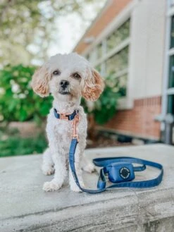 Dog Collar - Twilight -Furfinity Cheap Shop TWILIGHT 12