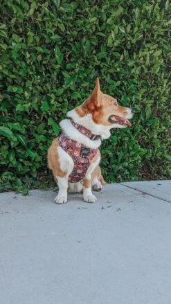 Dog Collar - Cuddly Corgis 19 Dog Collar - Cuddly Corgis -Furfinity Cheap Shop TWORGIS 1