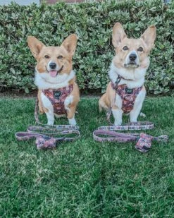 Dog Four Piece Bundle - Cuddly Corgis -Furfinity Cheap Shop TWORGIS 2