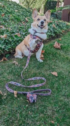 Dog Adjustable Harness - Cuddly Corgis -Furfinity Cheap Shop TWORGIS 5