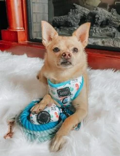 Dog Rope Leash - Tropic -Furfinity Cheap Shop Tropic3