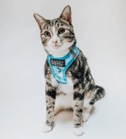 Cat Step-In Harness - Purrs & Petals -Furfinity Cheap Shop Untitled 3 16956e80 a1a0 42e8 8a76 fae811acd774