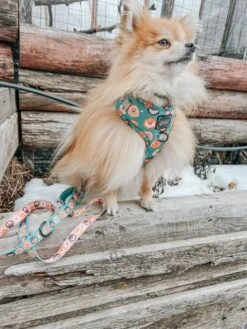 Dog Adjustable Harness - Pawfect Poms -Furfinity Cheap Shop VADER THE POM 2