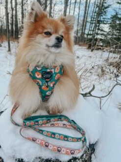 Dog Two Piece Bundle - Pawfect Poms -Furfinity Cheap Shop VADER THE POM 3 a1a04ee1 5930 4325 9406 bb2a93d1a105