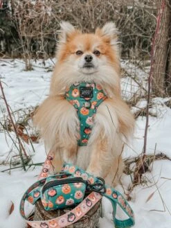 Dog Four Piece Bundle - Pawfect Poms -Furfinity Cheap Shop VADER THE POM 5