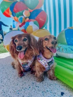 Dog Two Piece Bundle -Alice In Wonderland (Purple) -Furfinity Cheap Shop VIENNADAWIENER 1 e014223f 6872 48b5 9287 0a680a93c90d