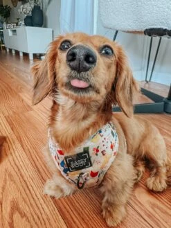 Dog Two Piece Bundle - Disney's Belle -Furfinity Cheap Shop VIENNADAWIENER 3