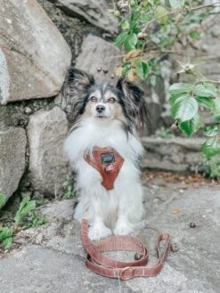 Dog Adjustable Harness - Teddy -Furfinity Cheap Shop VOFSENTUDDE 1a95683a d505 4998 bf46 a484ad92670c