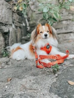 Dog Leash - Foxy -Furfinity Cheap Shop VOFSENTUDDE 7b11b328 5e5d 4fa5 9366 7dc94ff6cc15