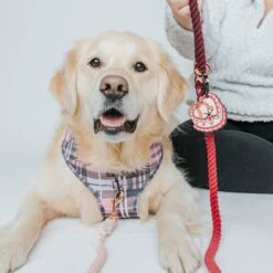 Potty Pal - Sweet Treats 11 Potty Pal - Sweet Treats -Furfinity Cheap Shop ValentineDayPottyPal