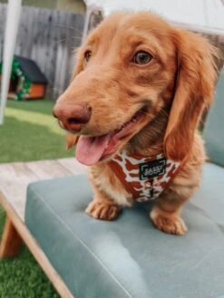 Dog Adjustable Harness - Chocolate Milk -Furfinity Cheap Shop WAFFLEANDMRBUTTERS 1