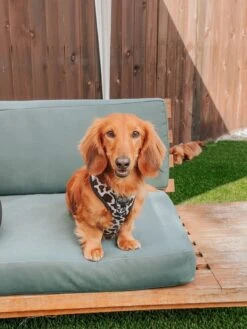 Dog Adjustable Harness - Whole Milk -Furfinity Cheap Shop WAFFLEANDMRBUTTERS 2