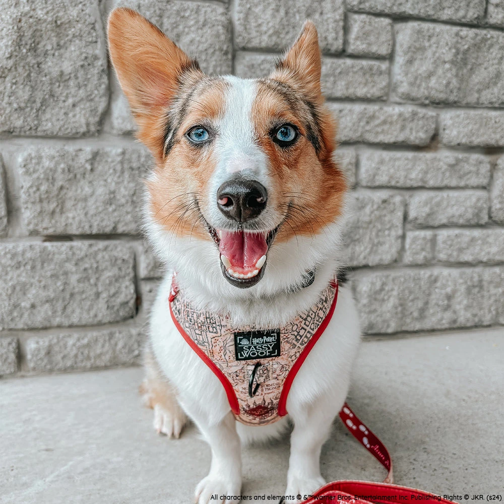 Dog Two Piece Bundle - Harry Potter™ Marauder's Map™ 9 Dog Two Piece Bundle - Harry Potter™ Marauder's Map™ - Image 7