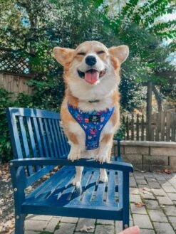 Dog Three Piece Collar Bundle - Blue's Clues™ -Furfinity Cheap Shop WAFFLE THE WIGGLEBUTT 3