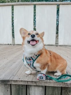 Dog Four Piece Bundle - Peanuts™ Beagle Scouts 36 Dog Four Piece Bundle - Peanuts™ Beagle Scouts -Furfinity Cheap Shop WAFFLE THE WIGGLEBUTT 3 fc1c5966 ae84 4688 8573 b32c4525c850