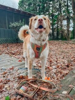 Dog Adjustable Harness - The Night Life -Furfinity Cheap Shop WELLITSWILLOW 1 7b369a78 8817 40da ad03 2be50f8444ad