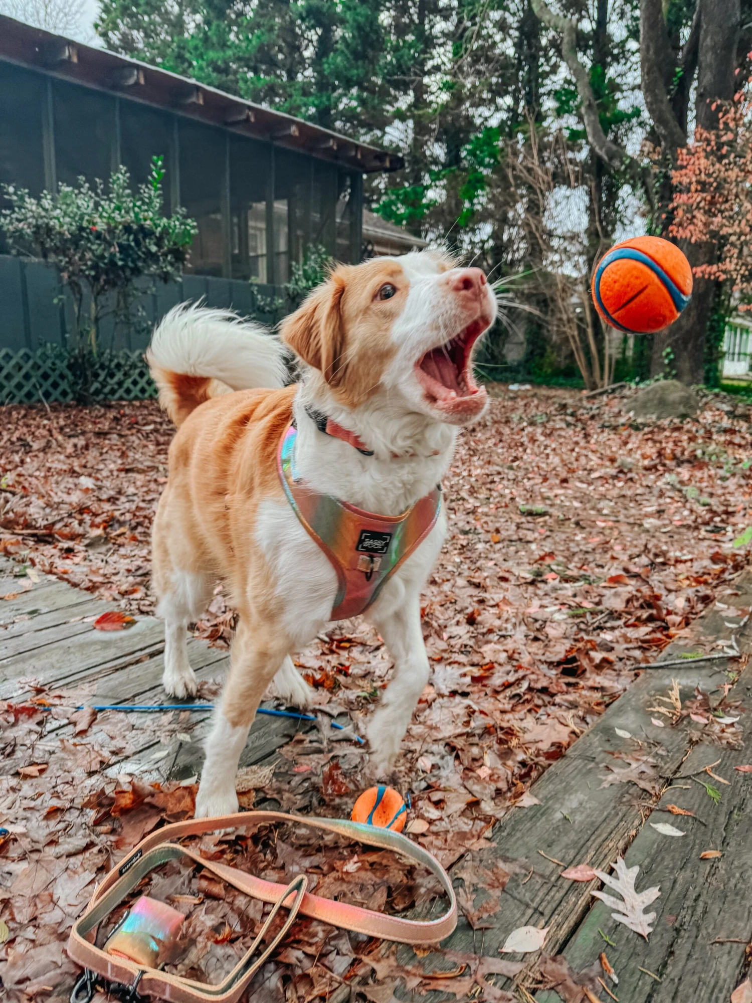 Dog Three Piece Bundle - The Night Life 7 Dog Three Piece Bundle - The Night Life - Image 5