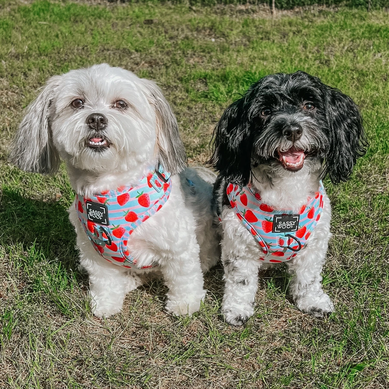 Dog Adjustable Harness - I Woof You Berry Much 12 Dog Adjustable Harness - I Woof You Berry Much - Image 10