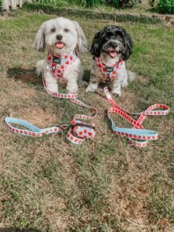 Dog Two Piece Bundle - I Woof You Berry Much 23 Dog Two Piece Bundle - I Woof You Berry Much -Furfinity Cheap Shop WILLOWANDIVYHAVANESESISTERS 4