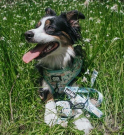 Dog Four Piece Bundle - STAR WARS™ The Child™ -Furfinity Cheap Shop WILLOW THESABLECOCKERSPANIEL