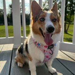 Dog Two Piece Bundle - Disney's Aurora -Furfinity Cheap Shop WINNIETHE AUGGIE 2 2e29037b 6647 4bd8 ae7b ada3f10286d6