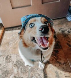 Dog Bucket Hat - Disney's Stitch -Furfinity Cheap Shop WINNIETHE AUGGIE 2 3905942b 2204 43a8 ae3f 9947f02a4b1f